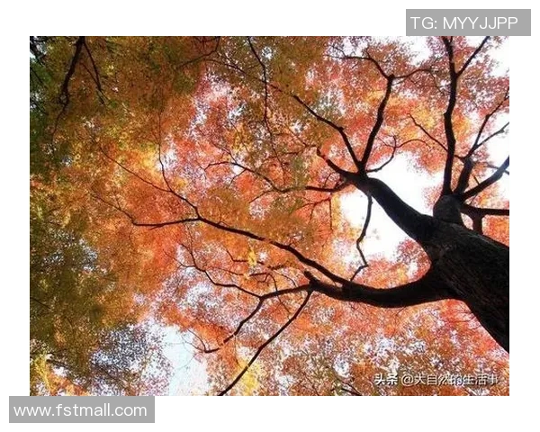 佟文的成长之路：从平凡到卓越的奋斗故事与人生启示